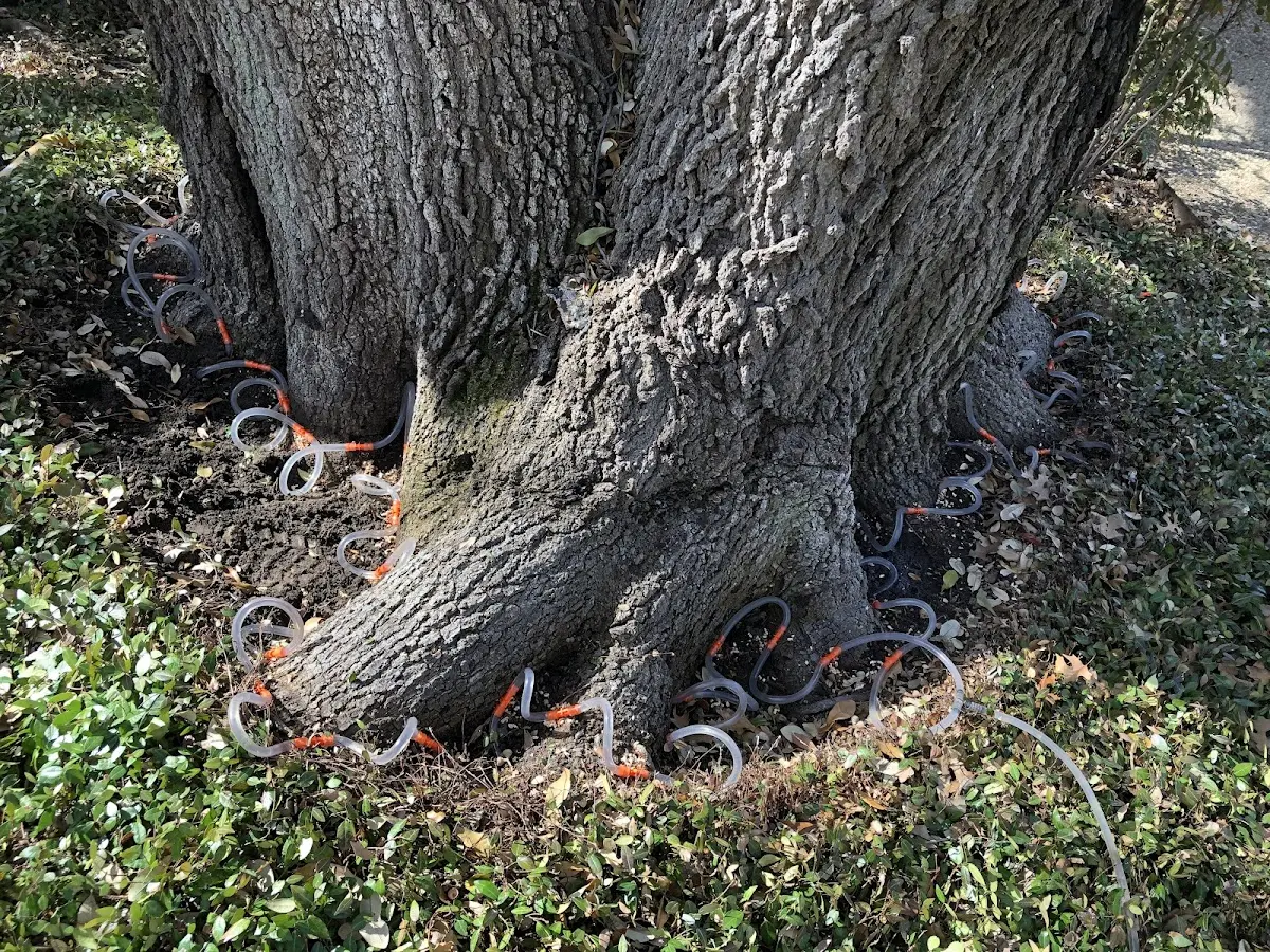 Detailed Tree Cabling and Bracing job site in Searcy
