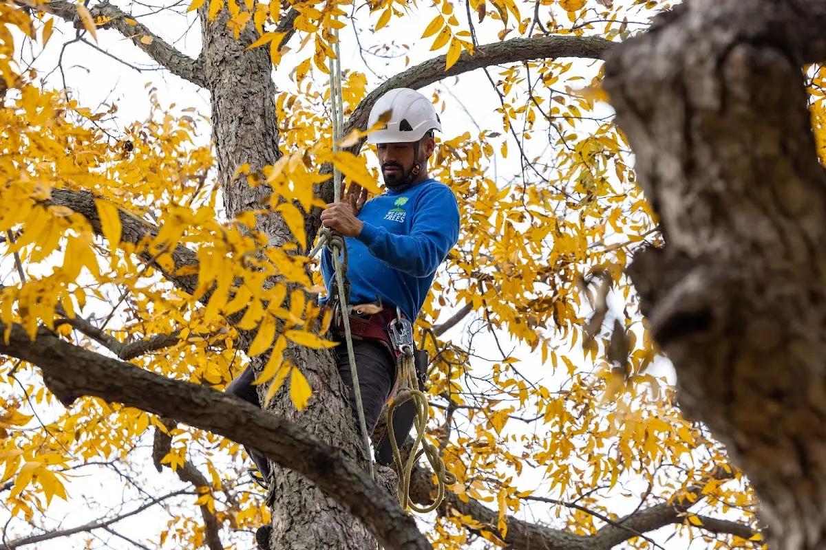 Skilled Tree Transplanting crew working in Searcy